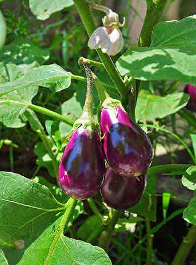 Aubergine