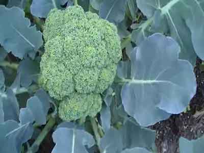 broccoli