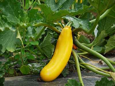 Courgette