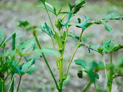 Okra