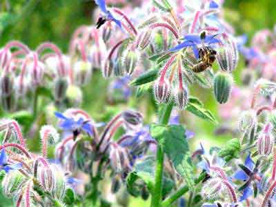 Gastplant voor bijtjes