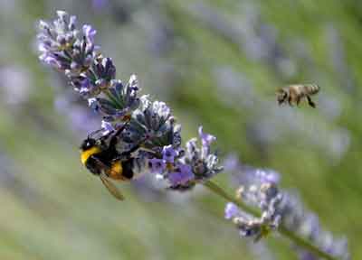 Lavendel