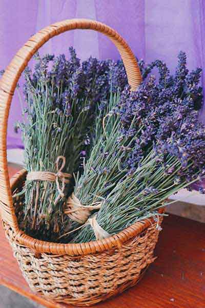 Lavendel