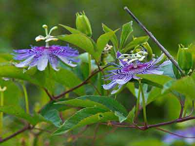 Passiflora morifolia