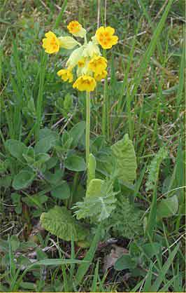 Gulden sleutelbloem