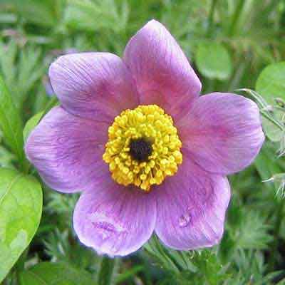 Prachtige bloem van pulsatilla
